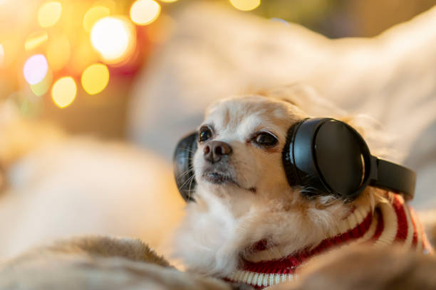 Perrito con auriculares recibiendo atención en Vetcenter Rancagua